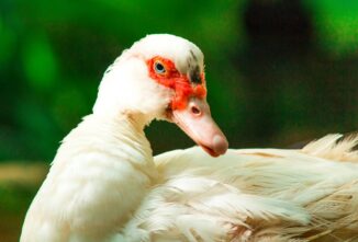 Just Ducky – The Sustainability of Muscovy Ducks